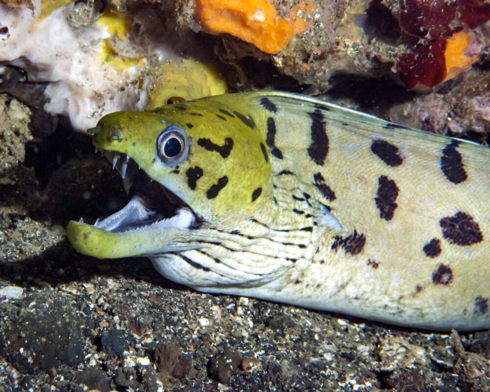 La murène frangée (Gymnothorax fimbriatus) La murène frangée (Gymnothorax fimbriatus)