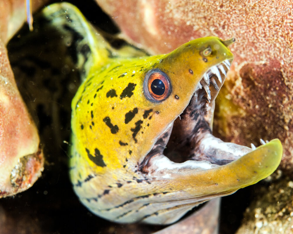 La murène frangée (Gymnothorax fimbriatus) La murène frangée (Gymnothorax fimbriatus)