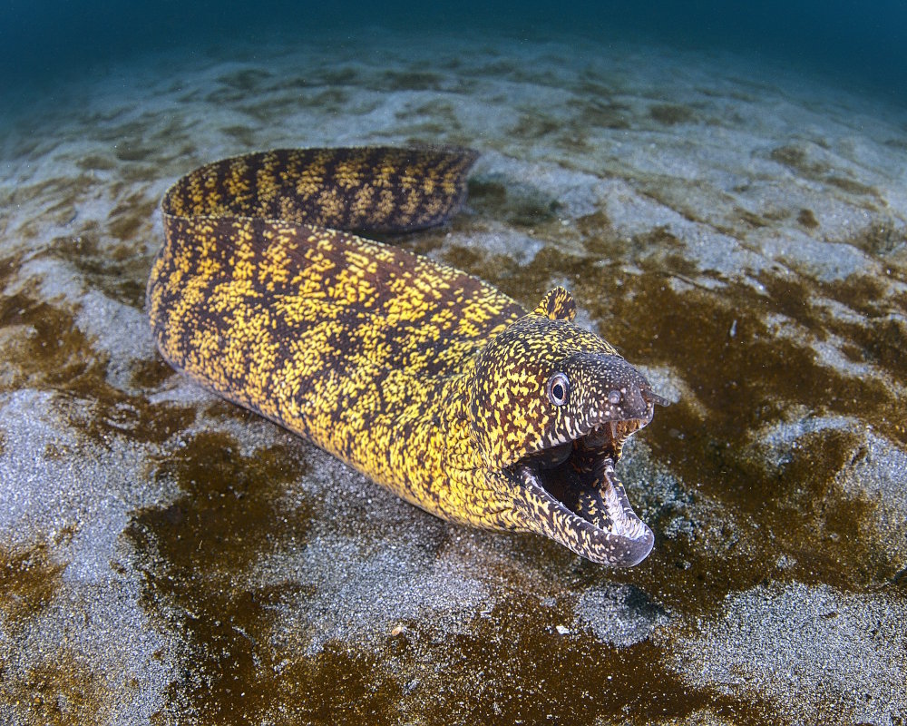 La murène Kidako (Gymnothorax kidako) La murène Kidako (Gymnothorax kidako)