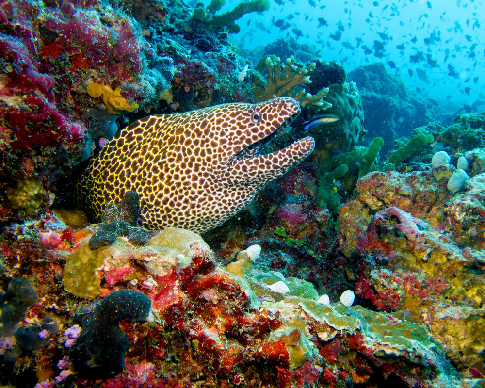 La murène léopard (Gymnothorax favagineus)