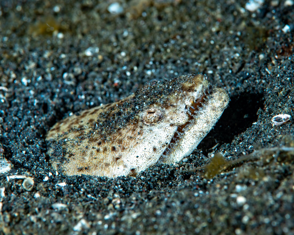 La murène serpent uranoscope (Brachysomophis cirrocheilos)