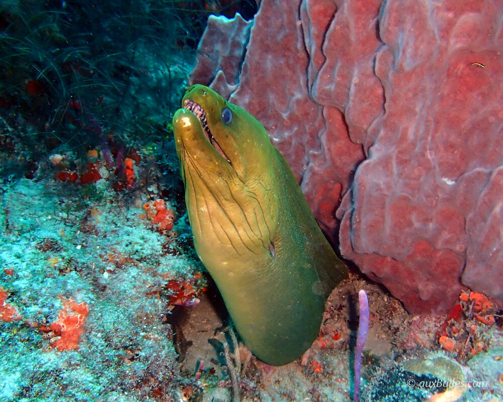 The green moray eel (Gymnothorax funebris) The green moray eel (Gymnothorax funebris)