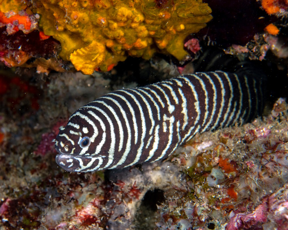 La murène zèbre (Gymnomuraena zebra)