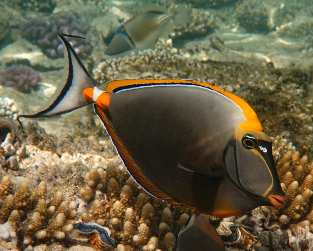 Le nason à éperons orange (Naso lituratus)