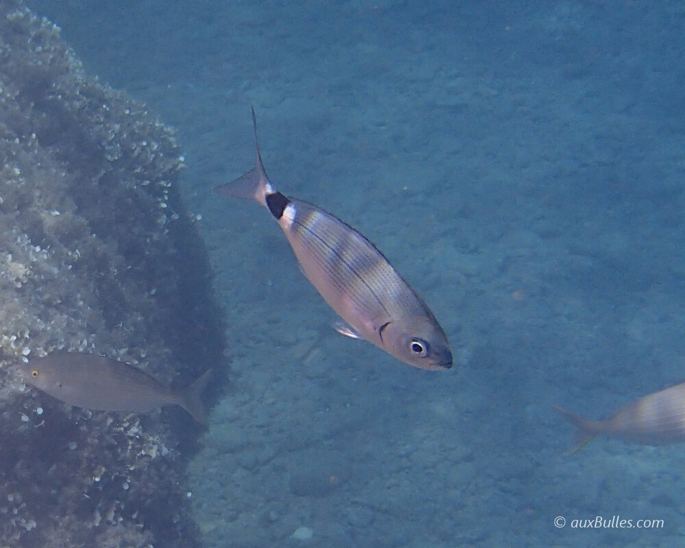 L'oblade (Oblada melanurus) L'oblade (Oblada melanurus)