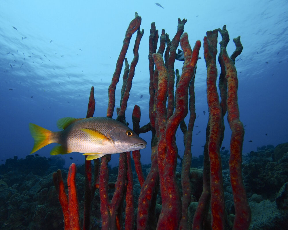The schoolmaster snapper (Lutjanus apodus)