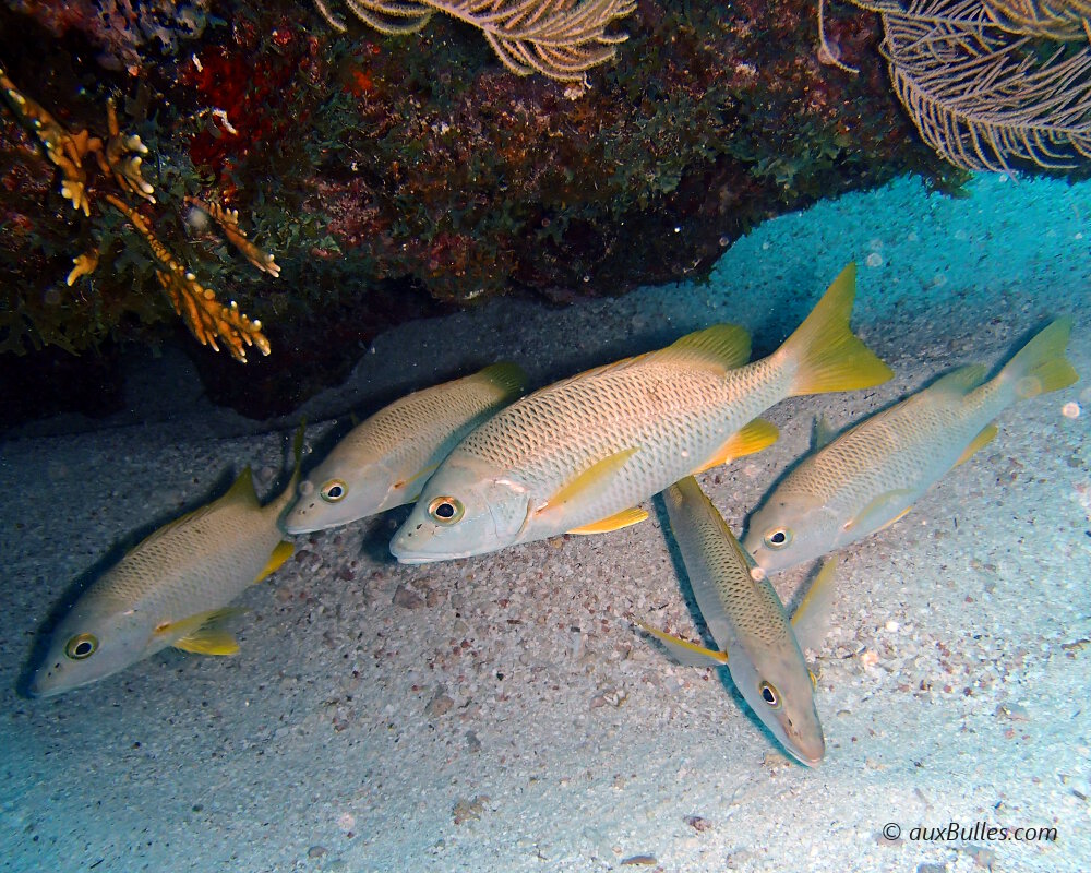 The schoolmaster snapper (Lutjanus apodus)