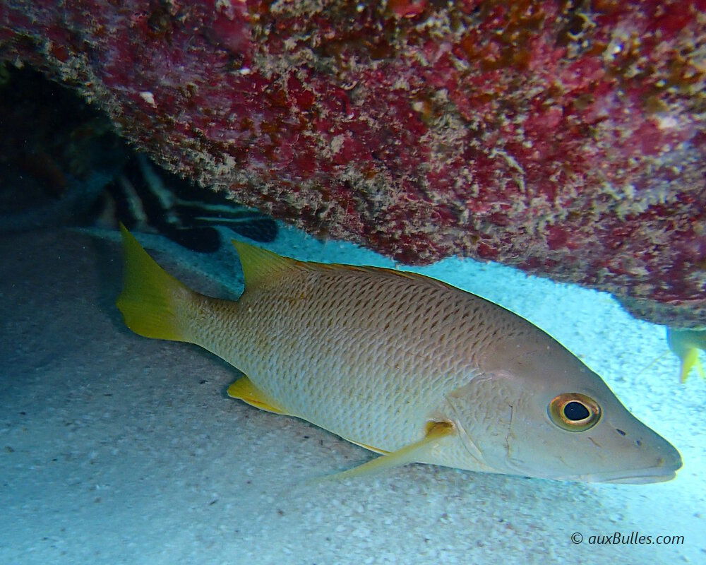 The schoolmaster snapper (Lutjanus apodus)