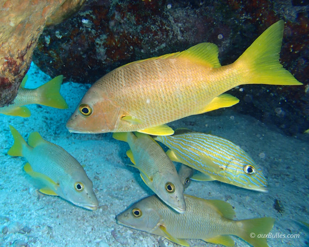 The schoolmaster snapper (Lutjanus apodus)