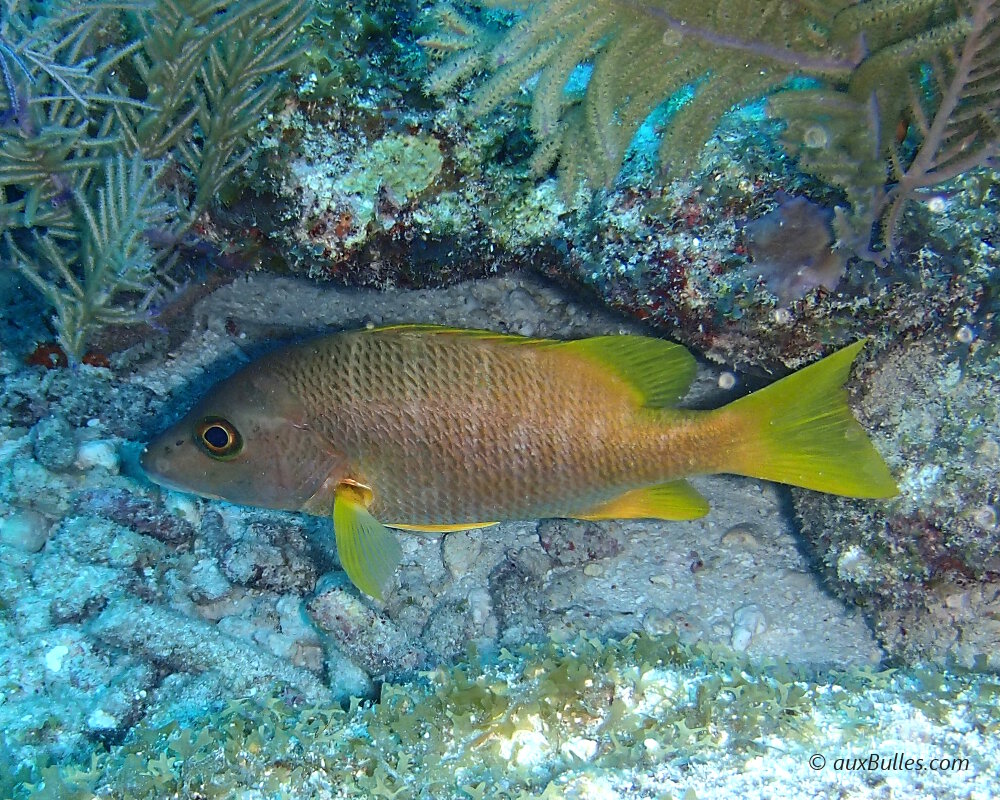 The schoolmaster snapper (Lutjanus apodus)