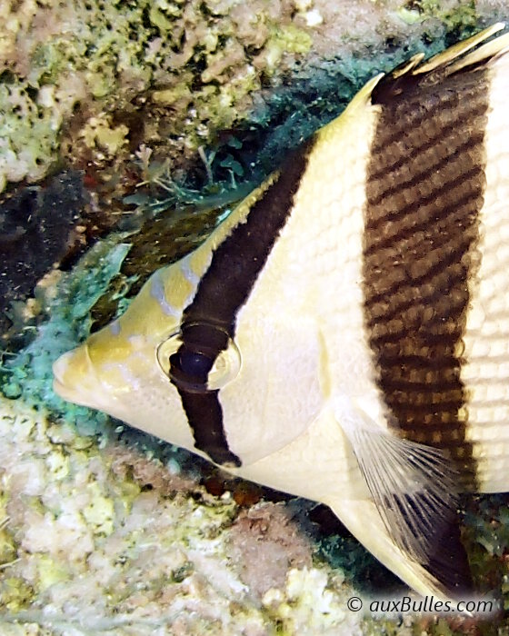 Le poisson papillon à bandes noires (Chaetodon striatus)