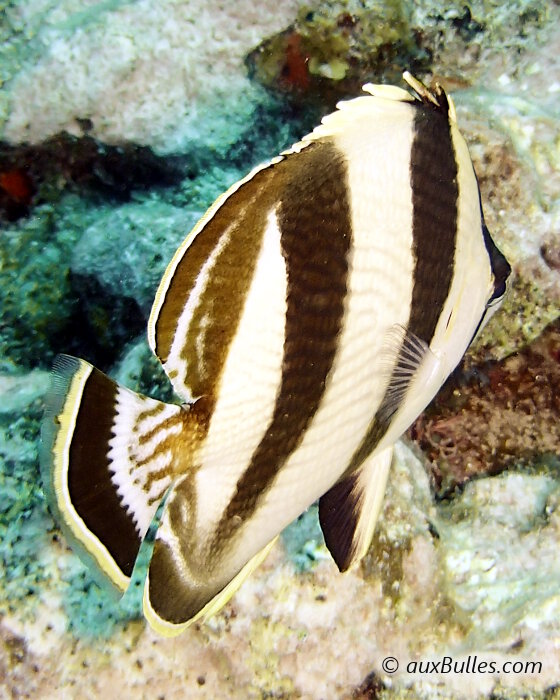 Le poisson papillon à bandes noires (Chaetodon striatus)