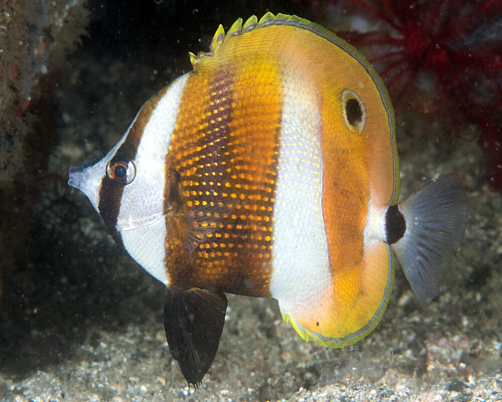 Le poisson papillon à bandes orange (Coradion chrysozonus) Le poisson papillon à bandes orange (Coradion chrysozonus)