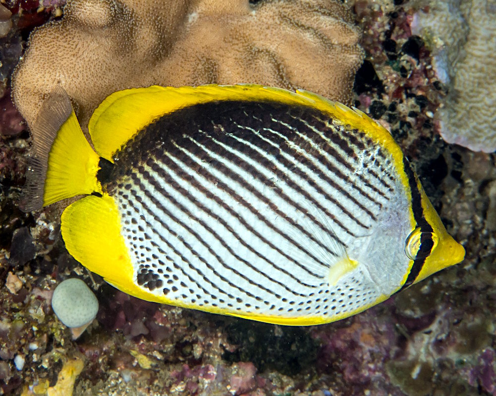 Le poisson papillon à dos noir (Chaetodon melannotus) Le poisson papillon à dos noir (Chaetodon melannotus)