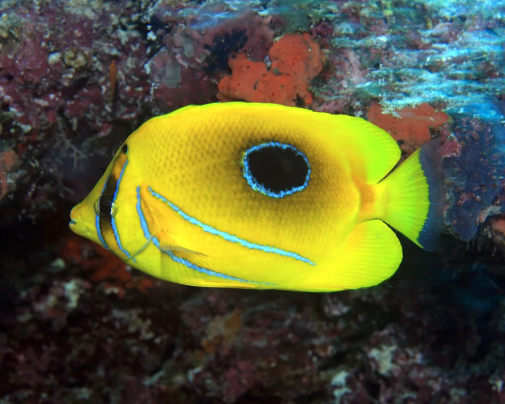 The bluelashed butterflyfish is recognizable by its large round black spot edged in bright blue The bluelashed butterflyfish is recognizable by its large round black spot edged in bright blue