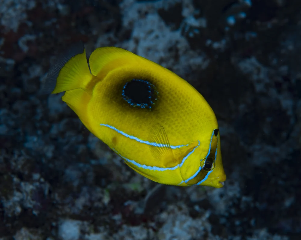 The bluelashed butterflyfish (Chaetodon bennetti) The bluelashed butterflyfish (Chaetodon bennetti)