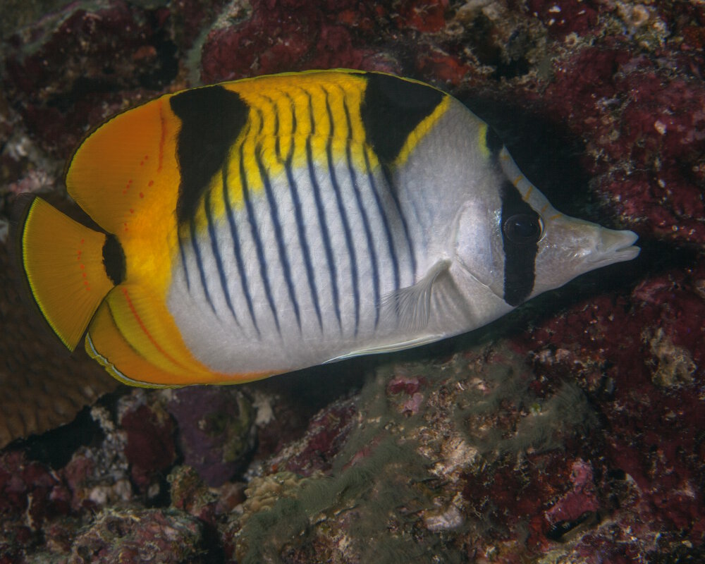Le poisson papillon faucille (Chaetodon falcula) Le poisson papillon faucille (Chaetodon falcula)