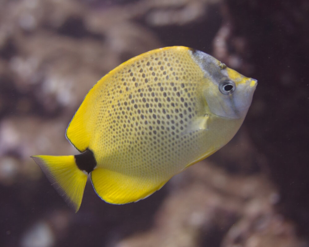 The milletseed butterflyfish (Chaetodon miliaris)