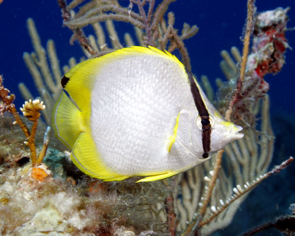 The spotfin butterflyfish (Chaetodon ocellatus) The spotfin butterflyfish (Chaetodon ocellatus)