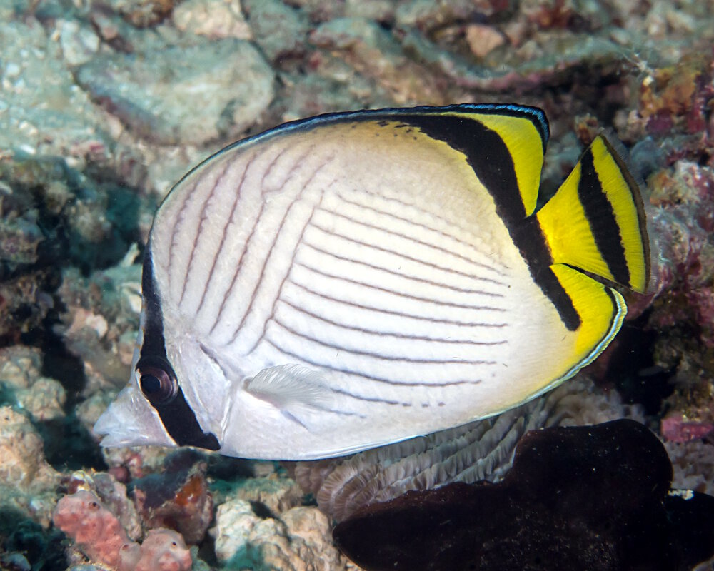 Le poisson papillon vagabond (Chaetodon vagabundus) Le poisson papillon vagabond (Chaetodon vagabundus)