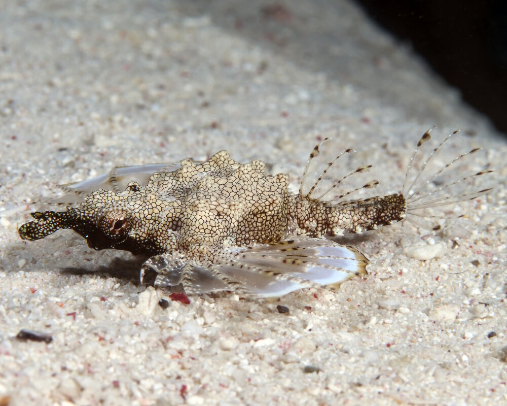 Le poisson pégase (Eurypegasus draconis)