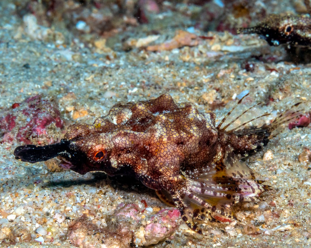 Le poisson pégase (Eurypegasus draconis)