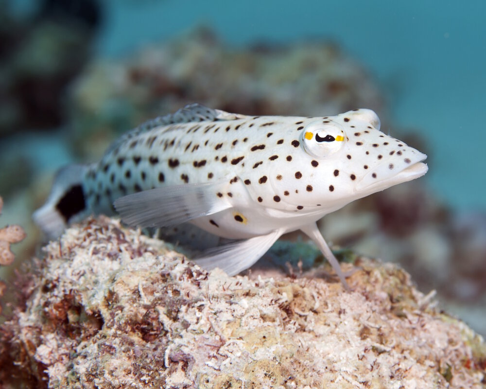 La perche de sable tachetée (Parapercis hexophtalma) La perche de sable tachetée (Parapercis hexophtalma)