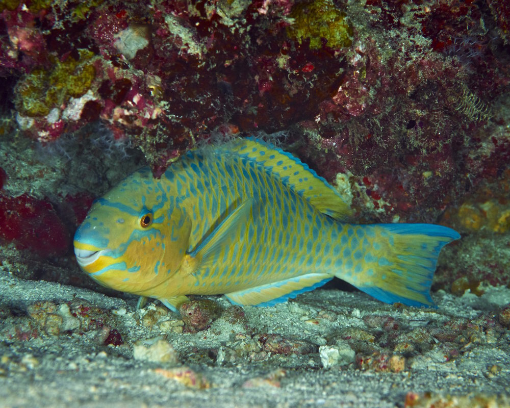 The blue-barred parrotfish (Scarus ghobban)