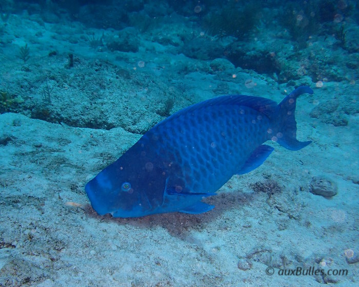 Le poisson perroquet bleu (Scarus coeruleus)