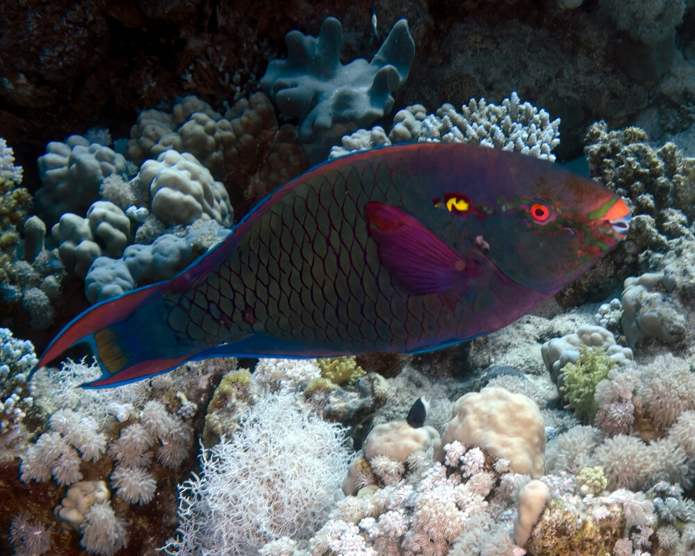 Le poisson perroquet brun (Scarus niger)