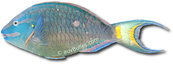 Le poisson perroquet feu (Sparisoma viride) Le poisson perroquet feu (Sparisoma viride)