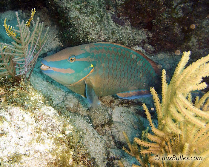 Après changement de sexe pour devenir mâle, la livrée du poisson perroquet feu change du tout au tout pour prendre une dominante bleutée avec la tête marbrée d'un bleu turquoise et une marque jaune caractéristique située à la base des nageoires pelviennes Après changement de sexe pour devenir mâle, la livrée du poisson perroquet feu change du tout au tout pour prendre une dominante bleutée avec la tête marbrée d'un bleu turquoise et une marque jaune caractéristique située à la base des nageoires pelviennes