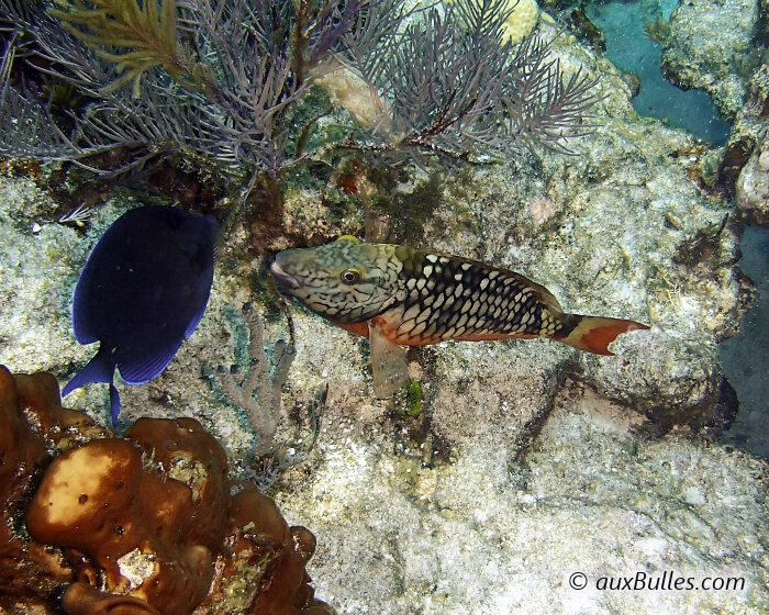 Femelle à la naissance, le poisson perroquet feu présente une couleur dominante verdâtre parsemée d'écailles de couleur blanchâtre Femelle à la naissance, le poisson perroquet feu présente une couleur dominante verdâtre parsemée d'écailles de couleur blanchâtre