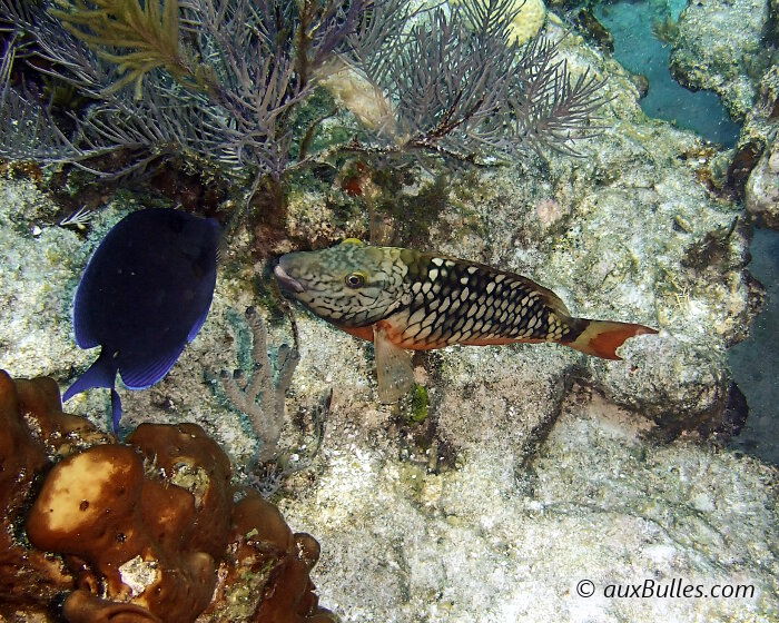 Femelle à la naissance, le poisson perroquet feu présente une couleur dominante verdâtre parsemée d'écailles de couleur blanchâtre.