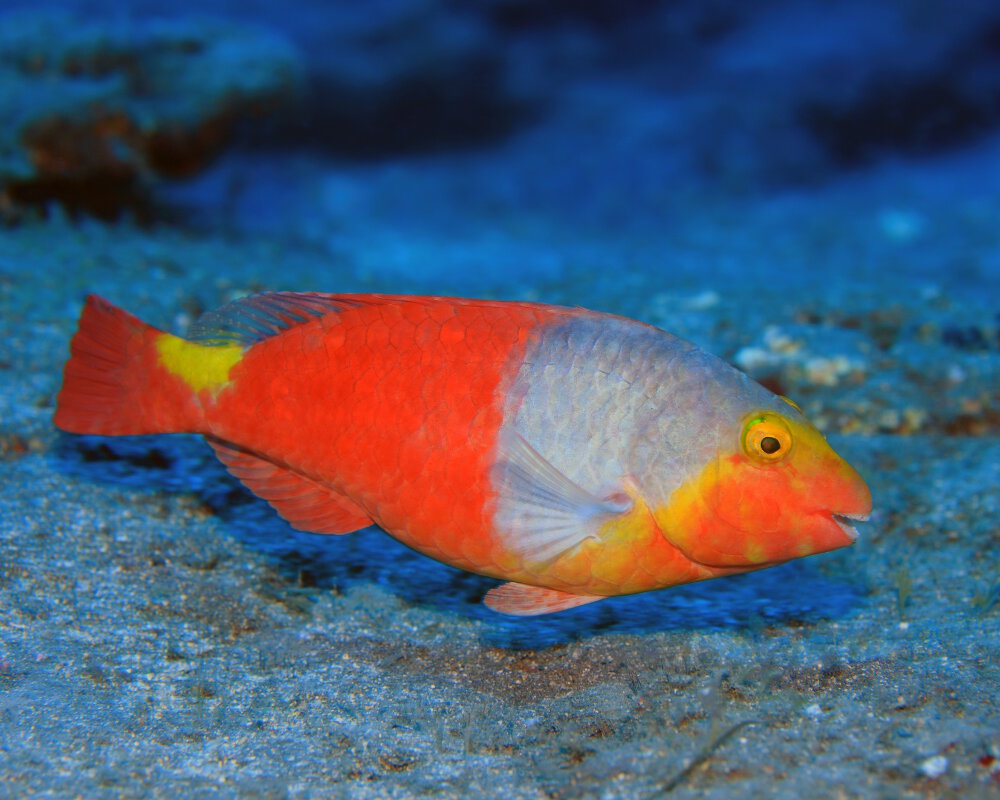 Le poisson perroquet méditerranéen (Sparisoma cretense) Le poisson perroquet méditerranéen (Sparisoma cretense)