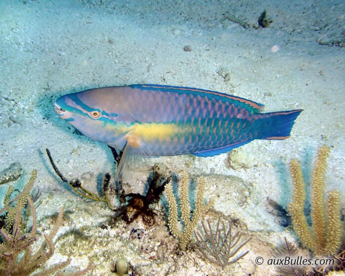 Le poisson perroquet princesse (Scarus taeniopterus)