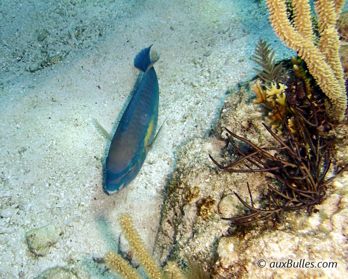 Le poisson perroquet princesse (Scarus taeniopterus)