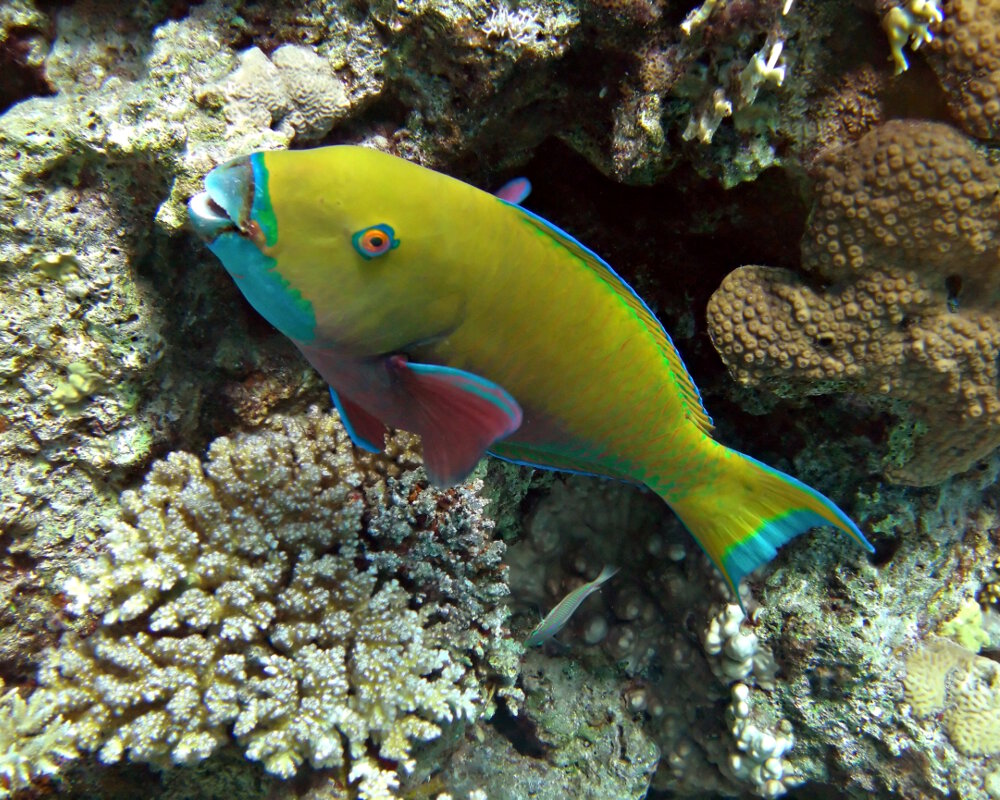 Le poisson perroquet rouille (Scarus ferrugineus)