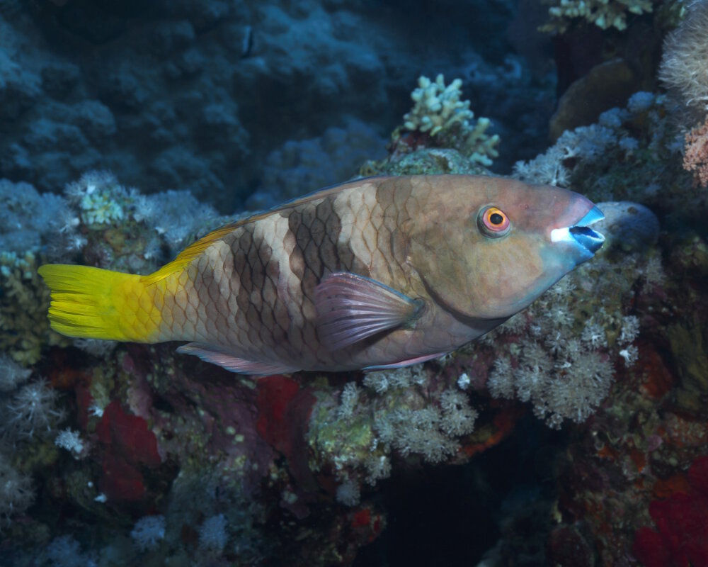 Le poisson perroquet rouille femelle (Scarus ferrugineus)