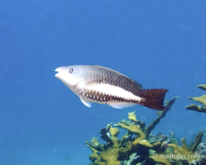 Le poisson perroquet royal femelle (Scarus vetula)