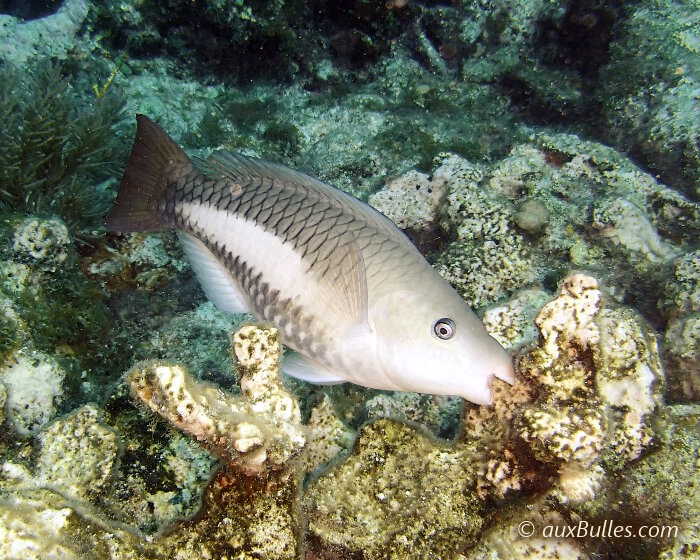 Le poisson perroquet royal femelle (Scarus vetula)