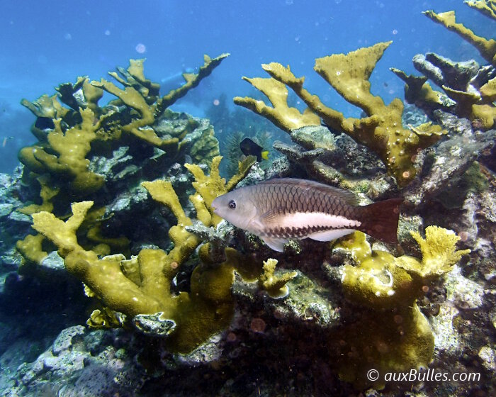 Le poisson perroquet royal femelle (Scarus vetula)