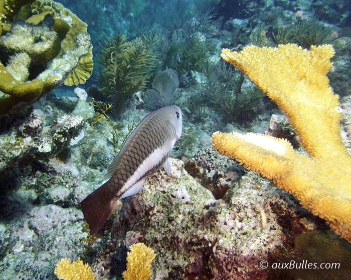 Le poisson perroquet royal femelle (Scarus vetula)