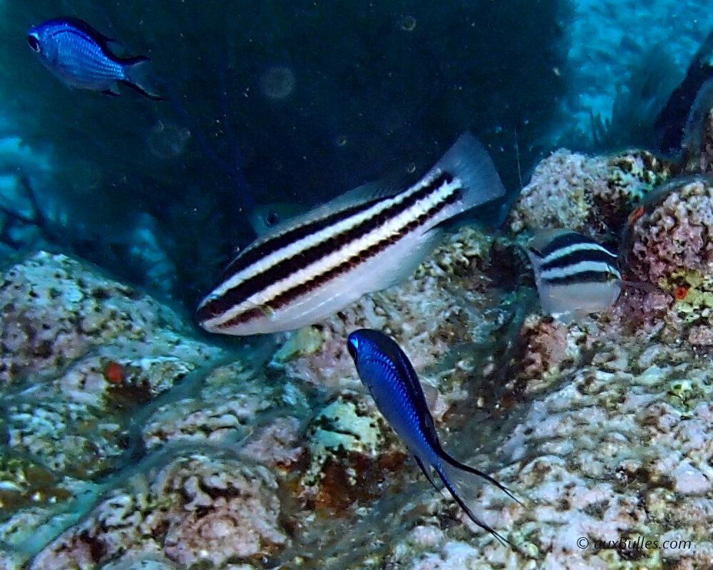 Le poisson perroquet royal juvénile (Scarus vetula)