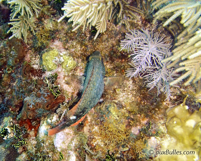 Le poisson perroquet tacheté (Sparisoma aurofrenatum)