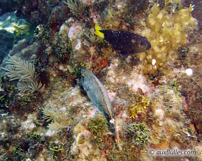 Le poisson perroquet tacheté (Sparisoma aurofrenatum)