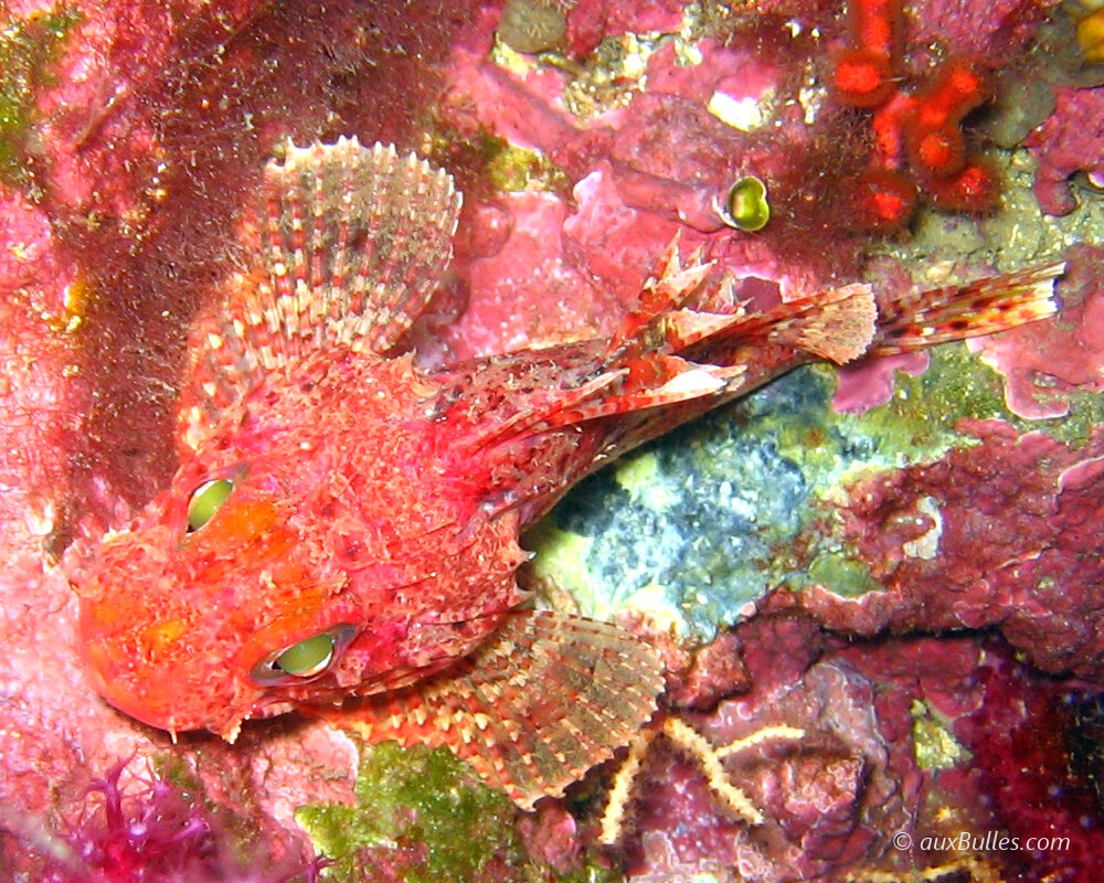 La petite rascasse rouge (Scorpaena notata) La petite rascasse rouge (Scorpaena notata)