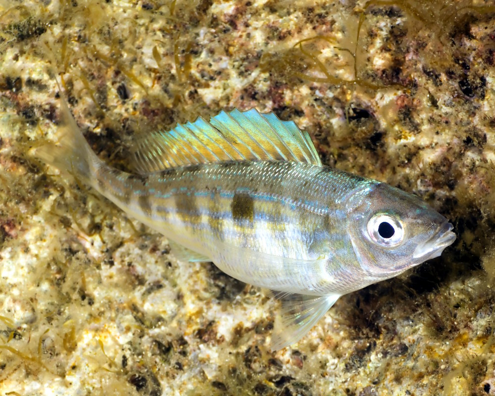 Le picarel ou jarret (Spicara smaris)