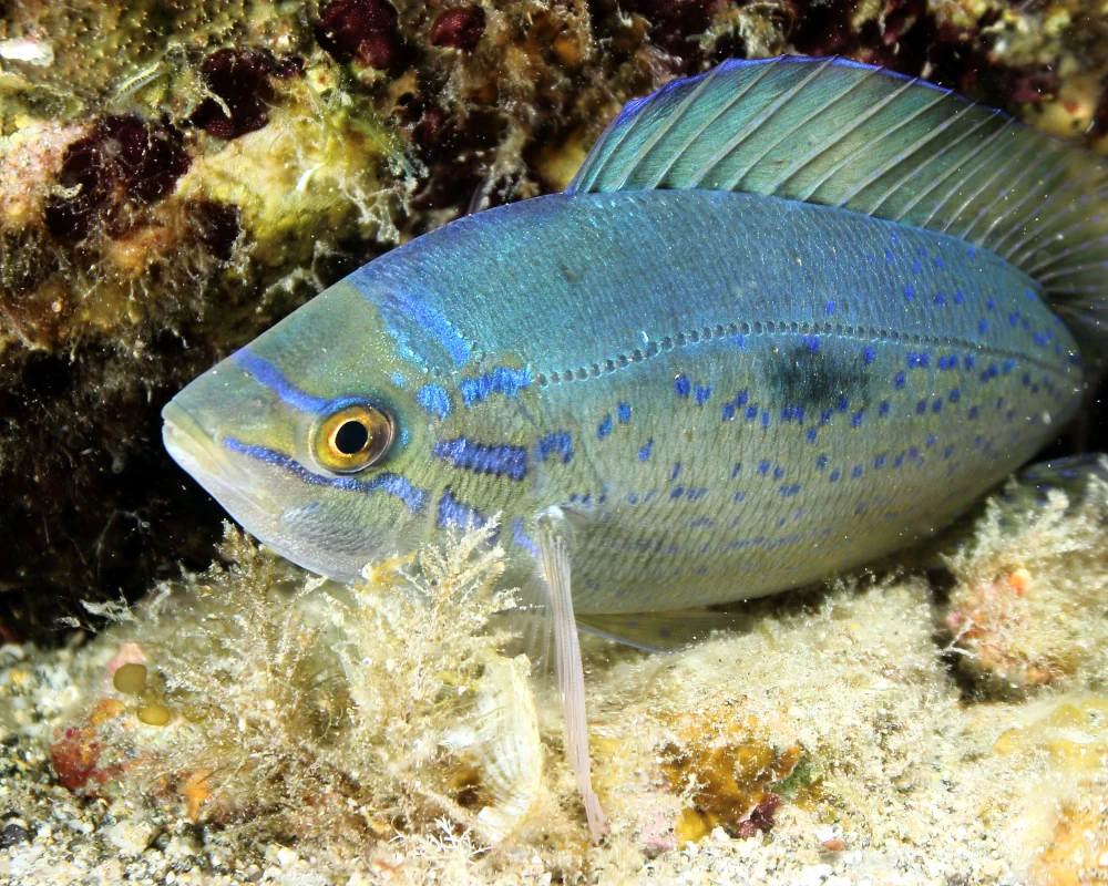 During the breeding season, male picarels develop brighter coloration, with blue lines and spots During the breeding season, male picarels develop brighter coloration, with blue lines and spots