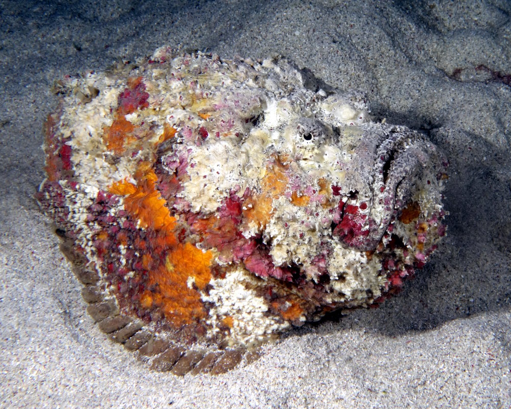 Le poisson pierre commun (Synanceia verrucosa) possède l'art du camouflage avec une coloration brune ou grise parsemée potentiellement de nombreuses tâches irrégulières de couleur jaunâtres, orange ou rouges. Une panoplie de couleurs qui lui confère l'aspect d'une pierre voire d'un rocher encroûté ou d'un bloc de corail !